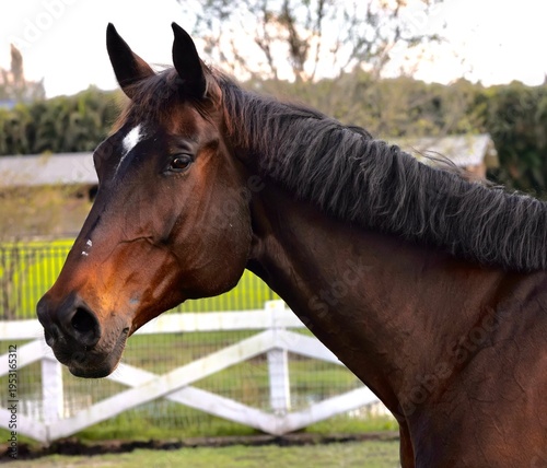 Horse Portrait