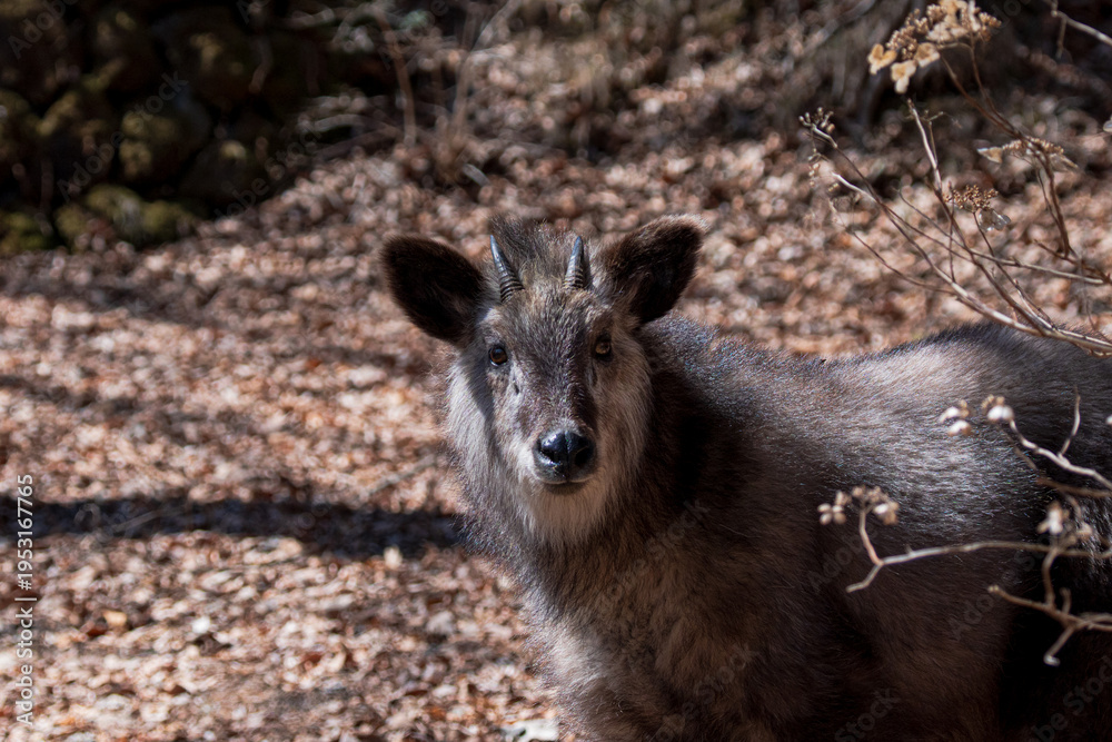 Fototapeta premium 森で暮らすニホンカモシカの個体 / A wild Japanese Serow in its natural habitat