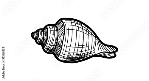 Black and White Line Art Conch Seashell, Marine Life Illustration