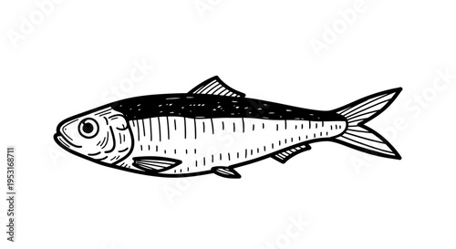 Black and White Line Art of a Sardine Fish, Seafood Food Illustration