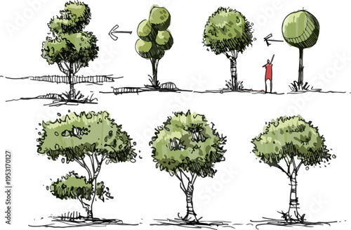 Informative Infographic Displaying a Wide Variety of Tree Types Including Poplars, Hollies, and Maples for Easy Field Identification