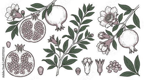 Detailed vector illustration pomegranate fruit flowers leaves bunch