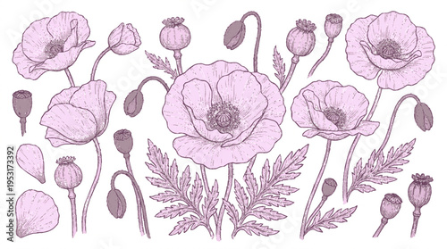 Beautiful purple poppy flowers and buds illustration with detailed leaves on white background