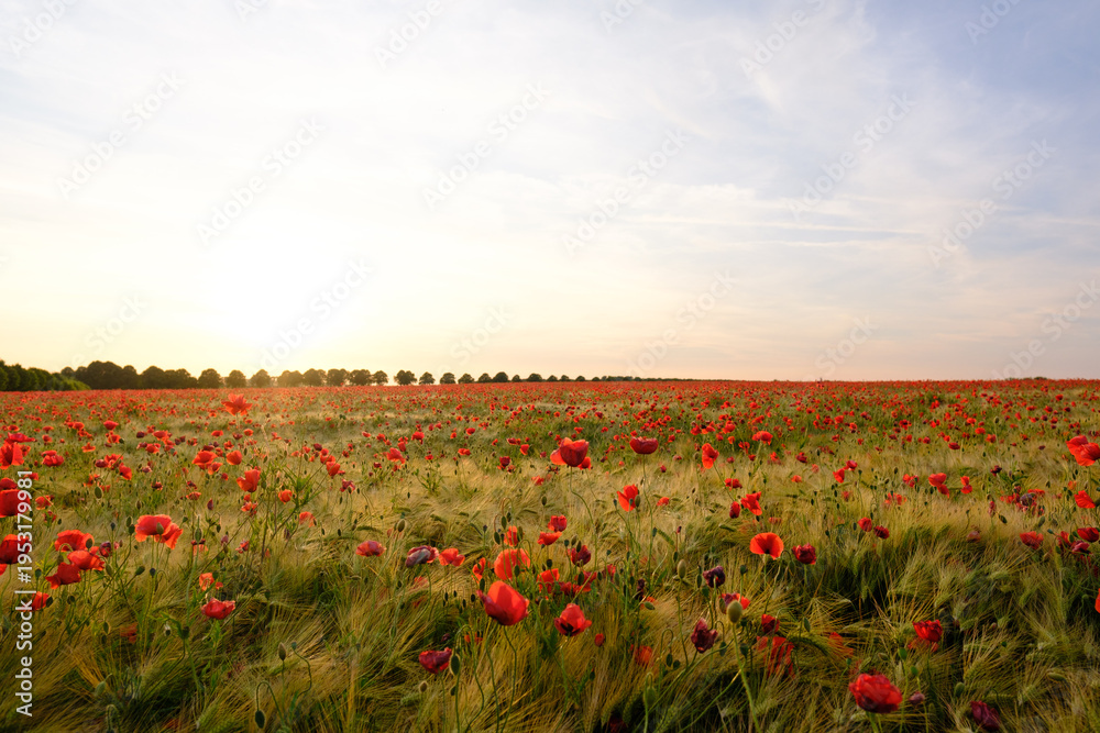 Obraz premium Field of red poppies blooming under a warm sunset sky, creating a picturesque summer scene in the countryside