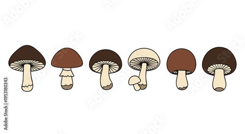 Mushrooms illustration. Edible fungi. Hand drawn style. Organic texture. Isolated objects.