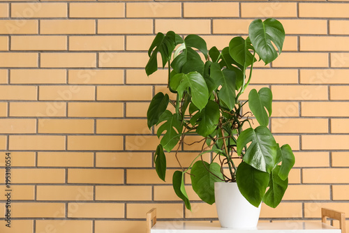 Monstera plant on shelf nea...