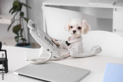 Funny business Maltese dog ...