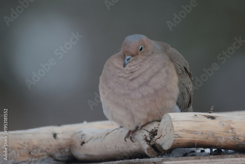 Mouring doves in winter