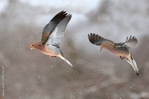 Mouring doves in winter