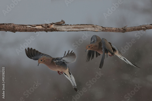 Mouring doves in winter