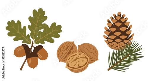 Autumn Harvest: Acorns, Walnuts, and Pinecone. Nature's Bounty.