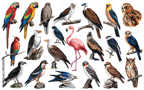 Vibrant diversity of colorful birds in their natural plumage and poses Vector