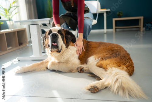 Foto A dog owner gently pets a St