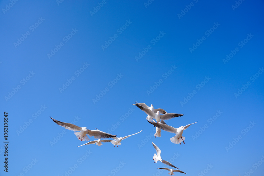 Fototapeta premium A Flock of Gulls Soaring in the Sunlight