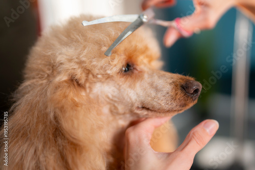 фотографія A poodle is getting a haircut at a grooming salon