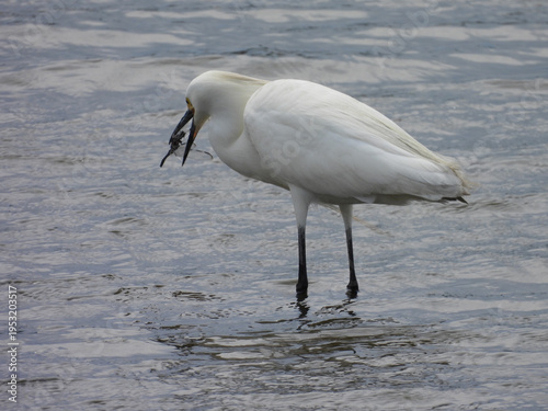 A hungry, snowy egret, captures a dragonfly, with its slender bill, and devours its prey whole. Bombay Hook National Wildlife Refuge, Kent County, Delaware.