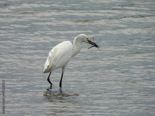 A hungry, snowy egret, captures a dragonfly, with its slender bill, and devours its prey whole. Bombay Hook National Wildlife Refuge, Kent County, Delaware.