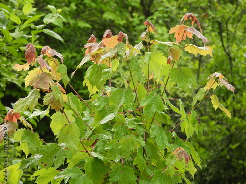 Red maple tree leaves, during the spring season, woodland foliage, Bombay Hook National Wildlife Refuge, Kent County, Delaware. 
