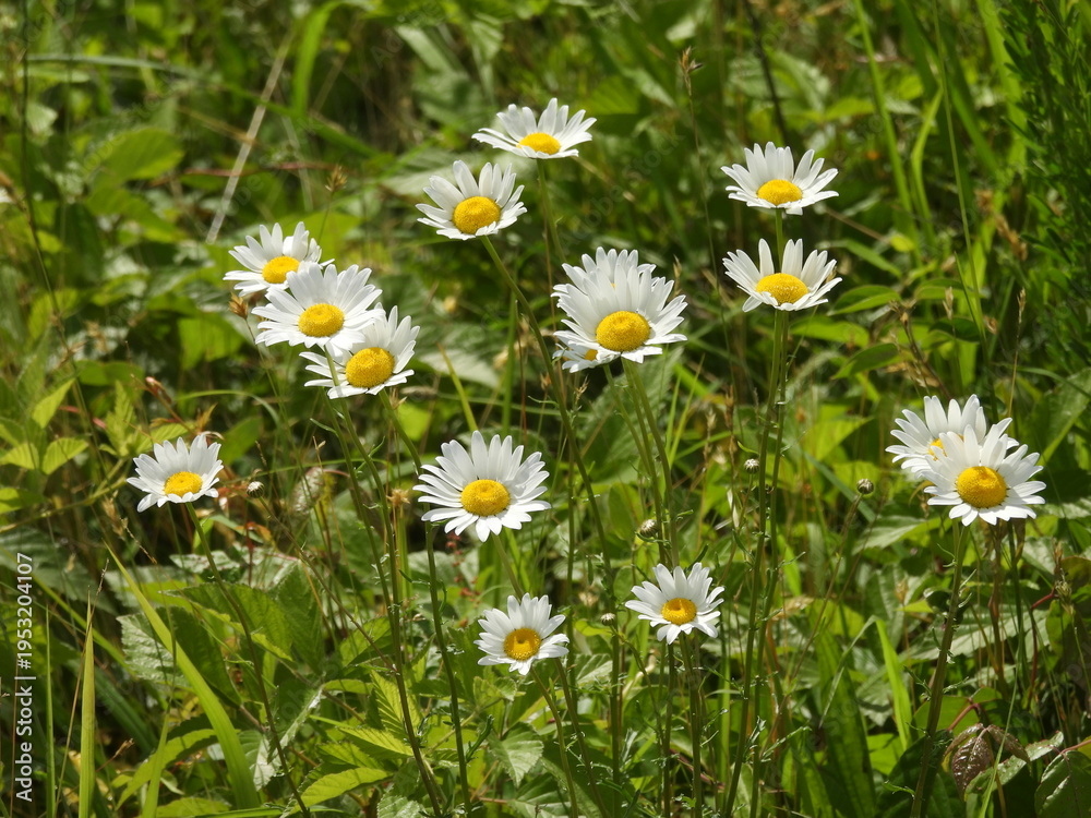 Fototapeta premium Oxeye Daisy plant, white wildflowers bloomed, within the wetlands of the Bombay Hook National Wildlife Refuge, Kent County, Delaware. 