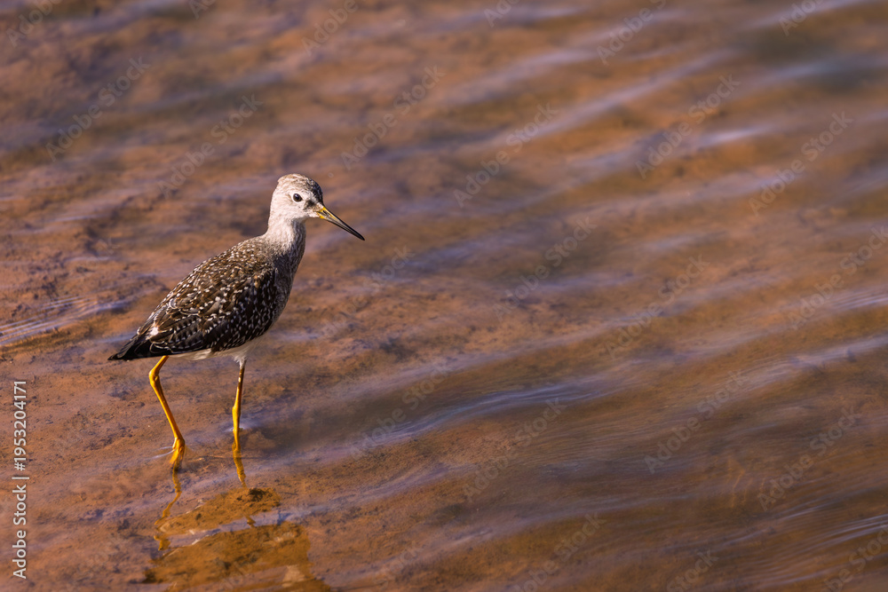 Obraz premium Lesser Yellowlegs (Tringa flavipes) foraging in shallow water, Burlington, Ontario, Canada.
