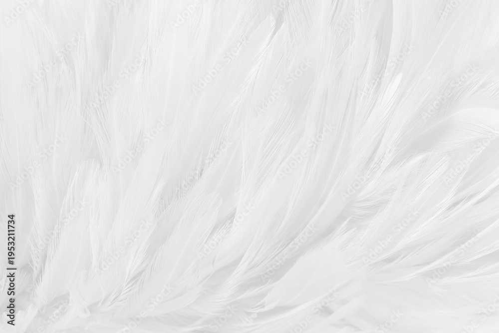 Obraz premium Beautiful white grey bird feathers pattern texture background.