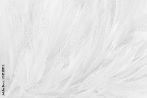 Beautiful white grey bird feathers pattern texture background.