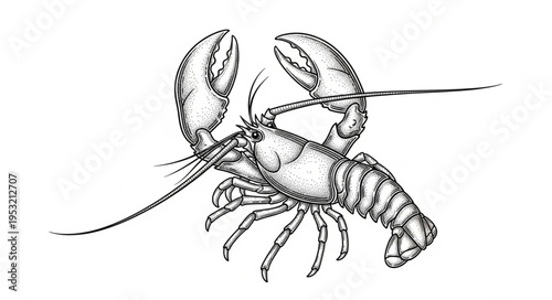 Detailed Lobster Illustration - A Crustacean Portrait in Black and White.