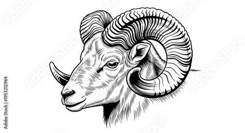 Detailed Line Art Illustration of a Rams Head with Curled Horns.