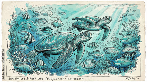 Artistic Sea Turtle and Fish Illustration Vintage Ocean Marine Life Drawing