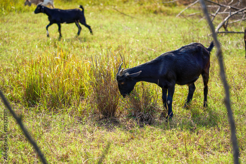 Close-up of grazing goats grazing outdoors