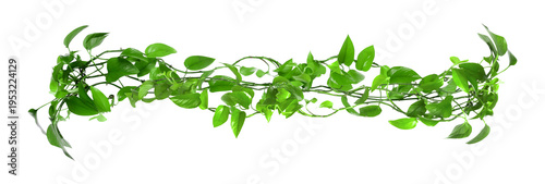 Bright green golden pothos on white background. Climbing house plant