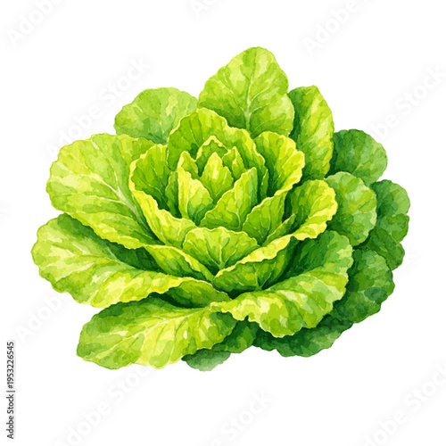 A watercolor green lettuce head, featuring fresh layered leafy vegetable with crisp texture and natural gradients, isolated on a transparent background.