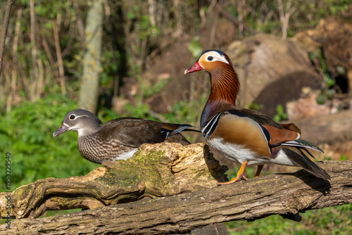 Obraz na plátně mandarin duck (aix galericulata), known for its vibrant and distinctive plumage