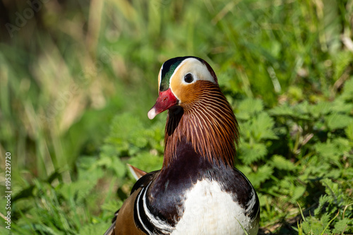 Obraz na plátně Mandarin duck (Aix galericulata), known for its vibrant and distinctive plumage