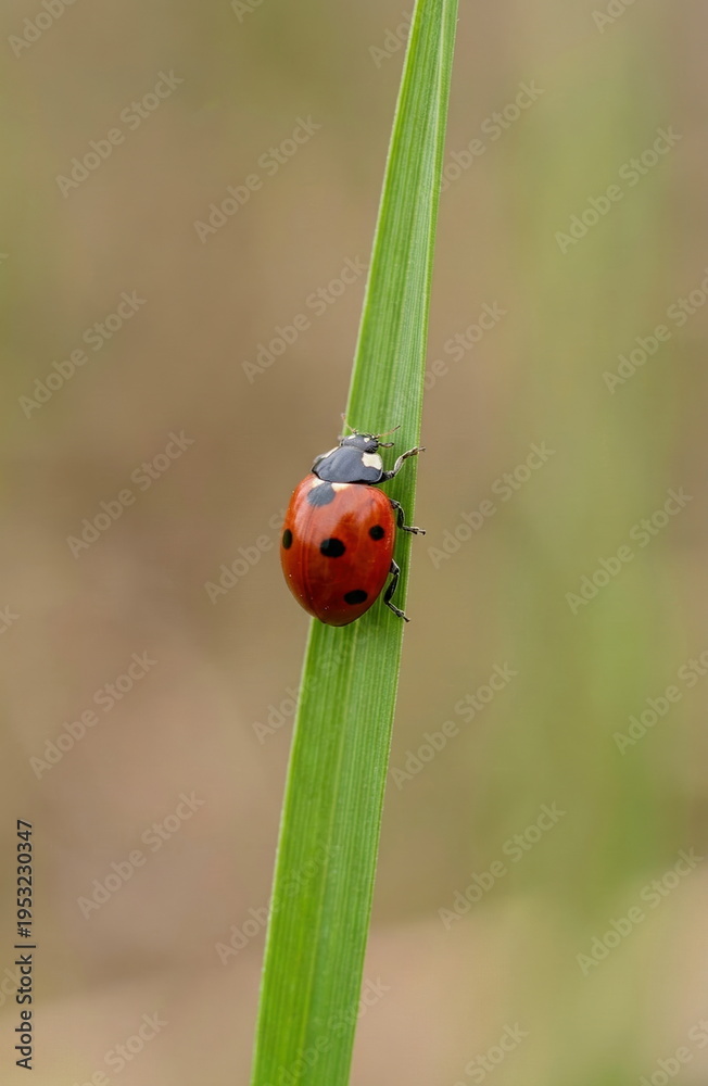 Fototapeta premium A vibrant red ladybug with black spots climbs a green blade of grass, captured in a detailed macro shot with a soft bokeh background.