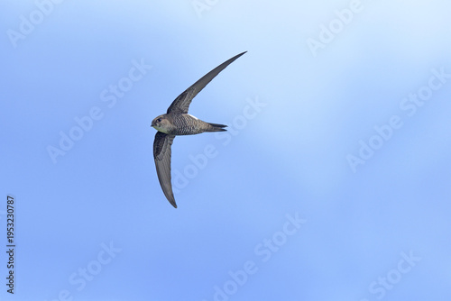 アマツバメの飛翔（北海道・知床）
