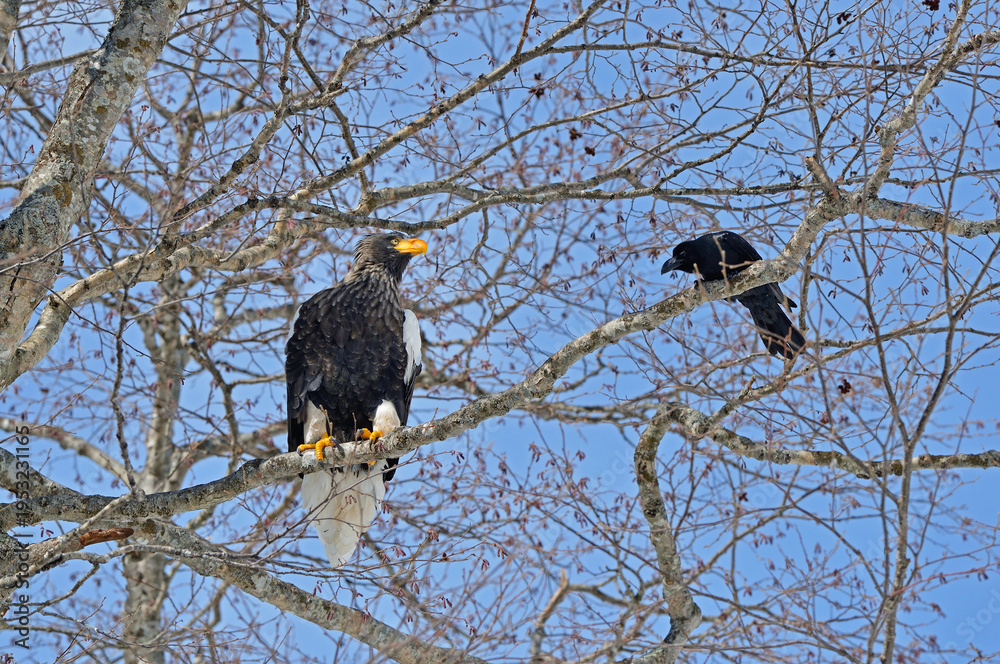 Fototapeta premium オオワシの成鳥(北海道・知床)