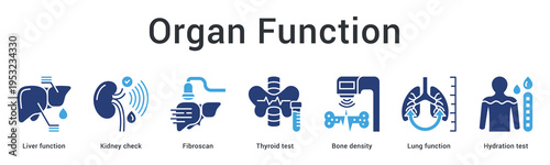 Organ function banner web icon monitors liver, kidney, thyroid, bone and lung health through specialized testing.
