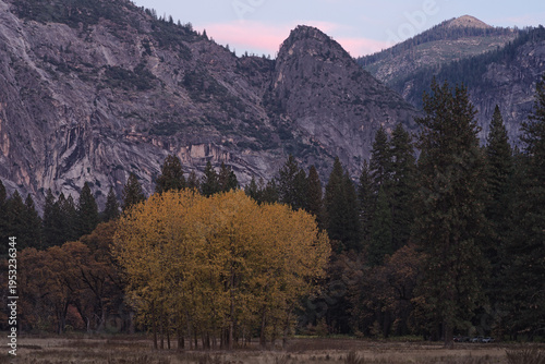 Fall color trees and granite walls at dusk viewed from a Yosemite Valley meadow.