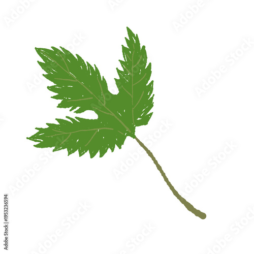 Single Green Hop Leaf Illustration