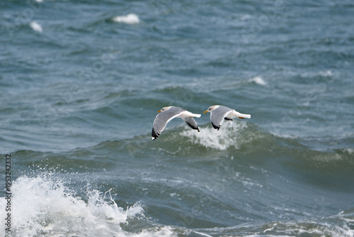 カモメの飛翔（北海道・野付半島）
