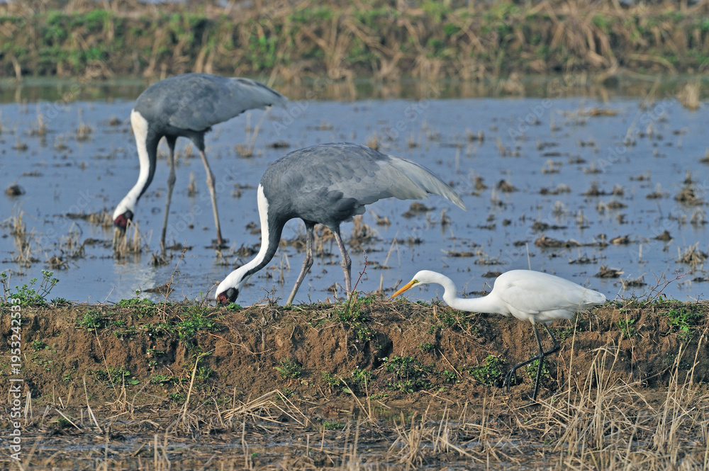Obraz premium ダイサギとナベヅル（鹿児島県・出水市） 