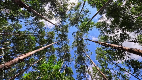 Wallpaper Mural Upward view of a eucalyptus forest canopy in Brazil, with tall treetops swaying in the wind under a blue sky with scattered clouds. The motion of the leaves highlights wind influence on vegetation Torontodigital.ca