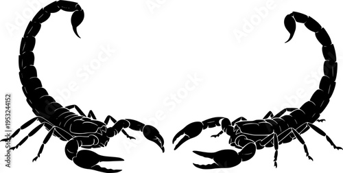 scorpion isolated on white background