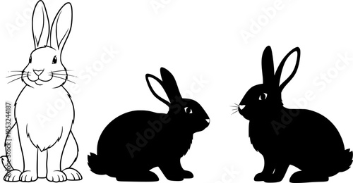 black and white rabbits