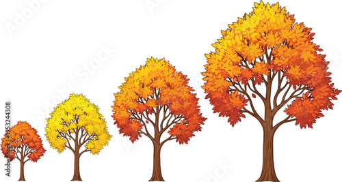 Autumn deciduous tree illustration showing seasonal growth progression with vibrant yellow, orange, and red foliage, symbolizing nature change, development stages, and colorful fall landscape design.