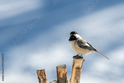 Black-capped Chickadee, Poecile atricapillus
