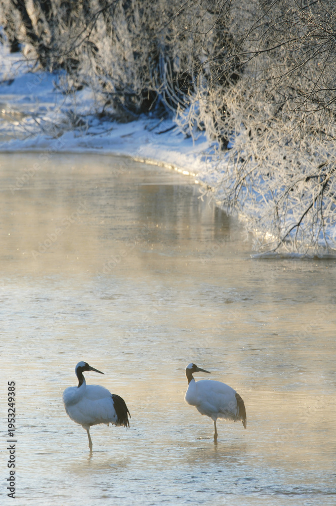 Fototapeta premium 塒で休むタンチョウのつがい（北海道・鶴居村） 
