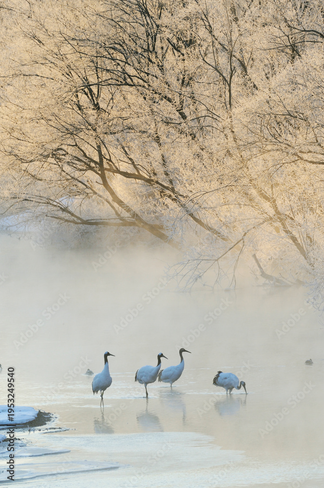 Obraz premium 樹氷とタンチョウのねぐら（北海道・鶴居村） 