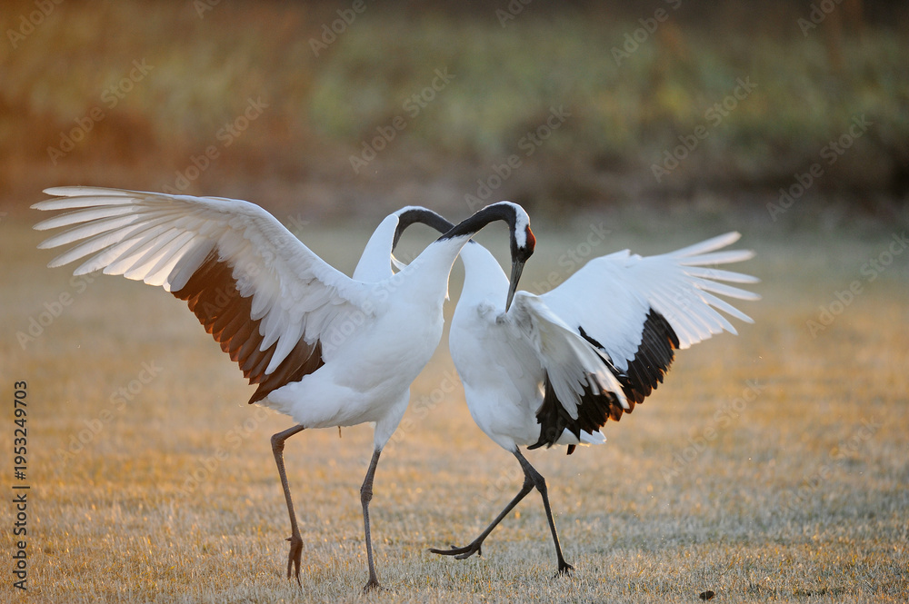Obraz premium タンチョウの舞（北海道・鶴居村） 